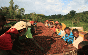 　【デカフェ】エチオピア リムG-2 ｳｫｯｼｭﾄﾞ ﾎﾞﾝｶﾞﾌｫﾚｽﾄ99.9%〘200g～数量割引/税込〙