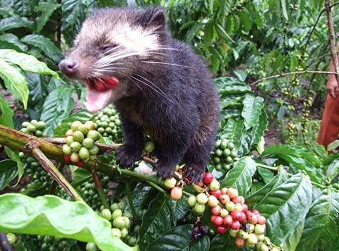 幻のコーヒー】バリ島産 天然コピ・ルアック コーヒーギフト 全国送料無料でお届けします – CAMBLEM グリーン珈琲焙煎所